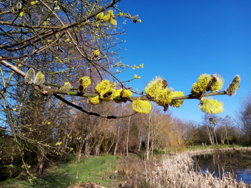 Trefnant Bach